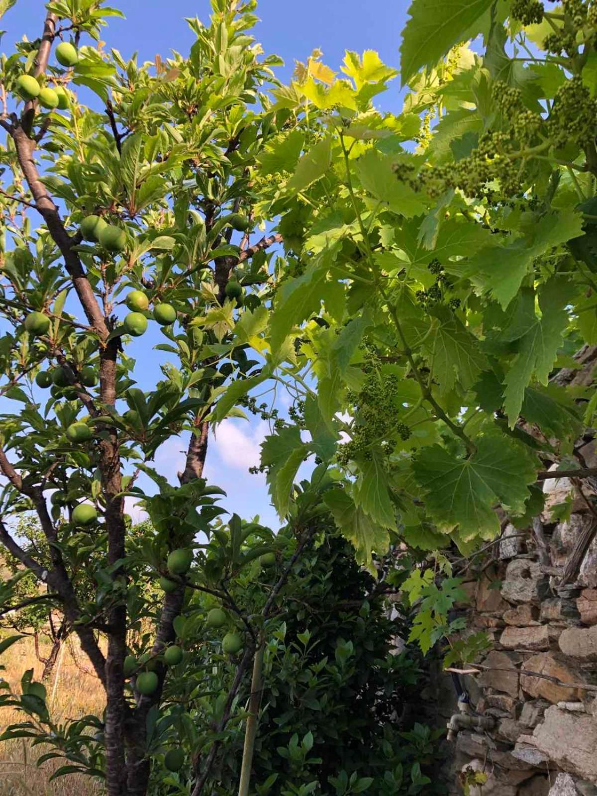 Afrodite Hotel Tinos Exterior foto